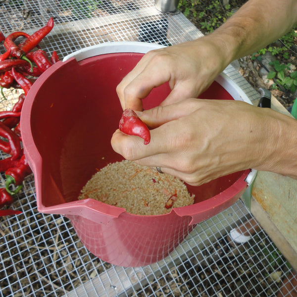 Processing peppers for seed