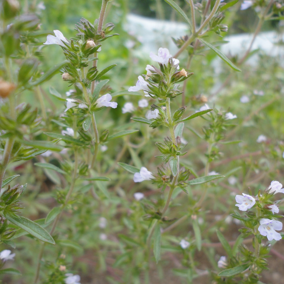 Summer Savory Seedlings