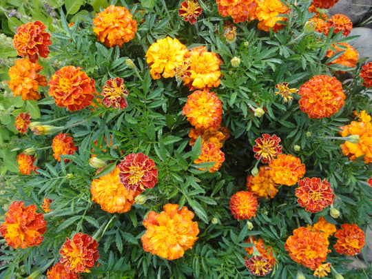 Sparky French Mix Marigold Seedlings