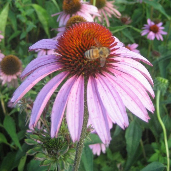 Echinacea Seedlings