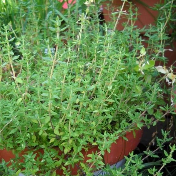 English Thyme Seedlings