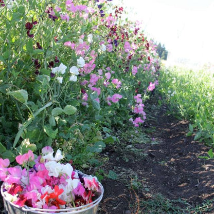 plant sweet pea seeds outdoors Finnriver Sweet Pea Seedlings