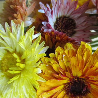 Many colors.