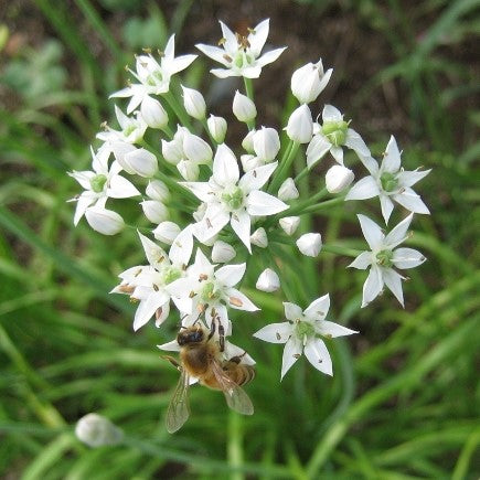 Garlic Chives Seedlings