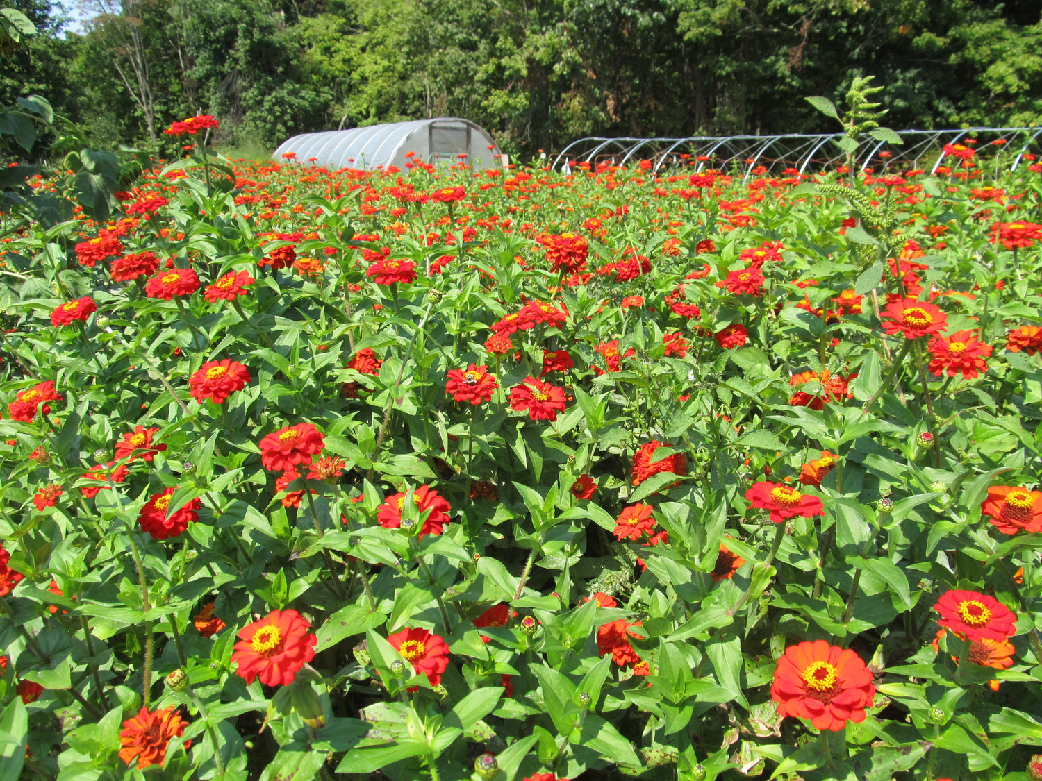 Planted in mass.