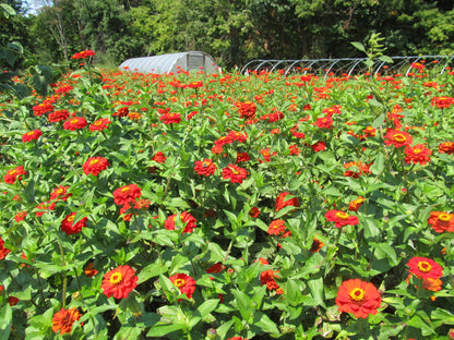 Planted in mass.