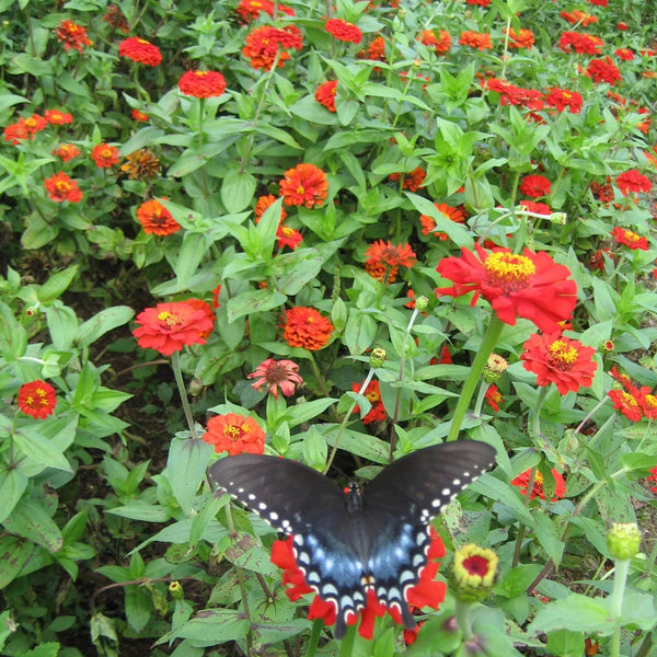 Give zinnias attract butterflies, bees, and hummingbirds.