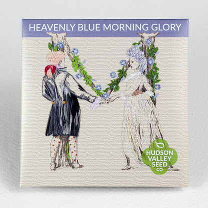 Heavenly Blue Morning Glory Seedlings