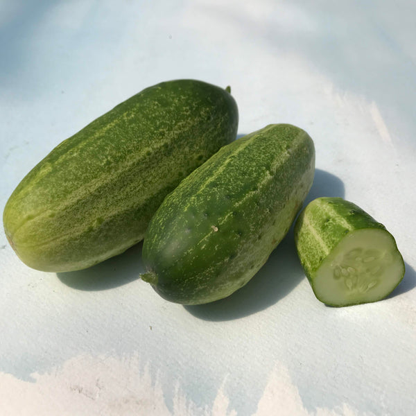 Homemade Pickles Cucumber Seedlings