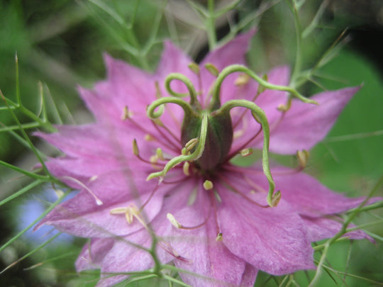 Name that pollinator?