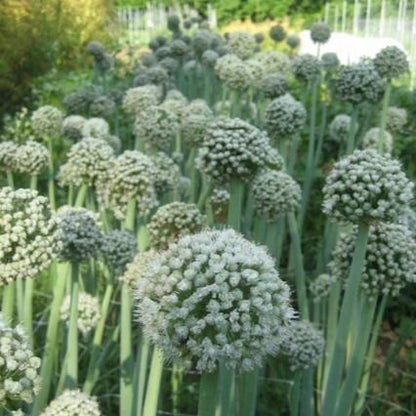 Clear Dawn Onion Seedlings