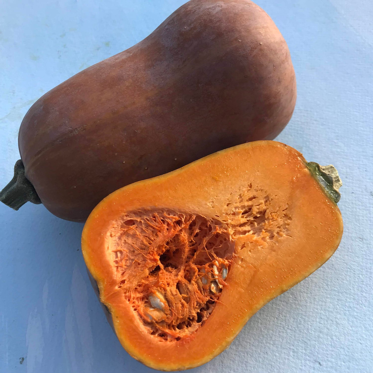 Honeynut Squash Seedlings
