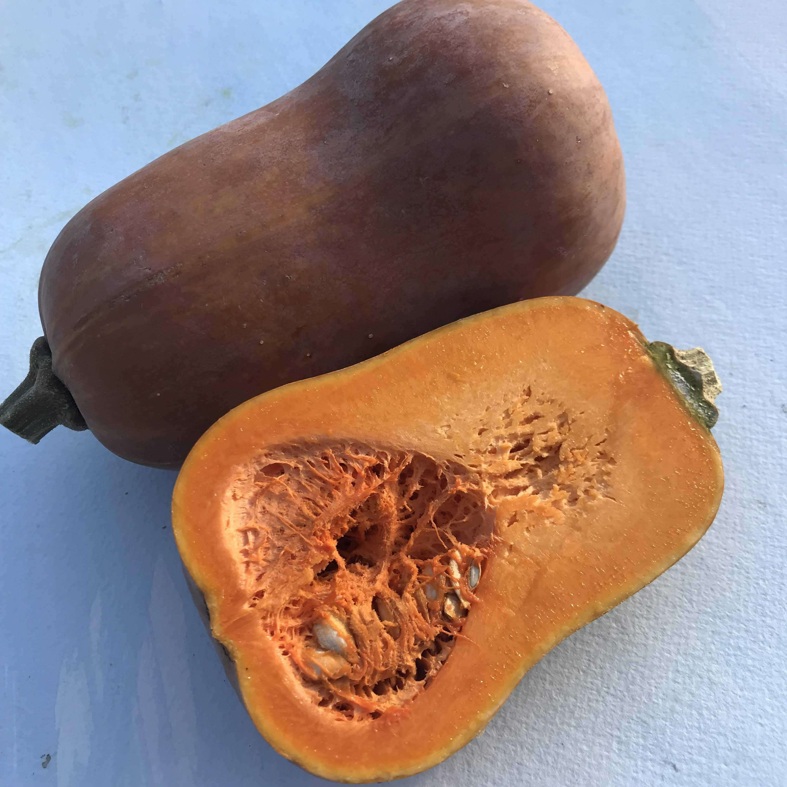 Honeynut Squash Seedlings