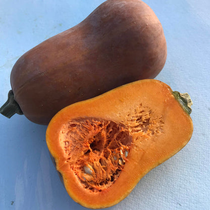 Honeynut Squash Seedlings