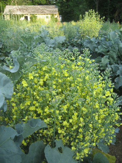 Flowering on the farm.