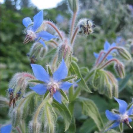 Borage Seedlings