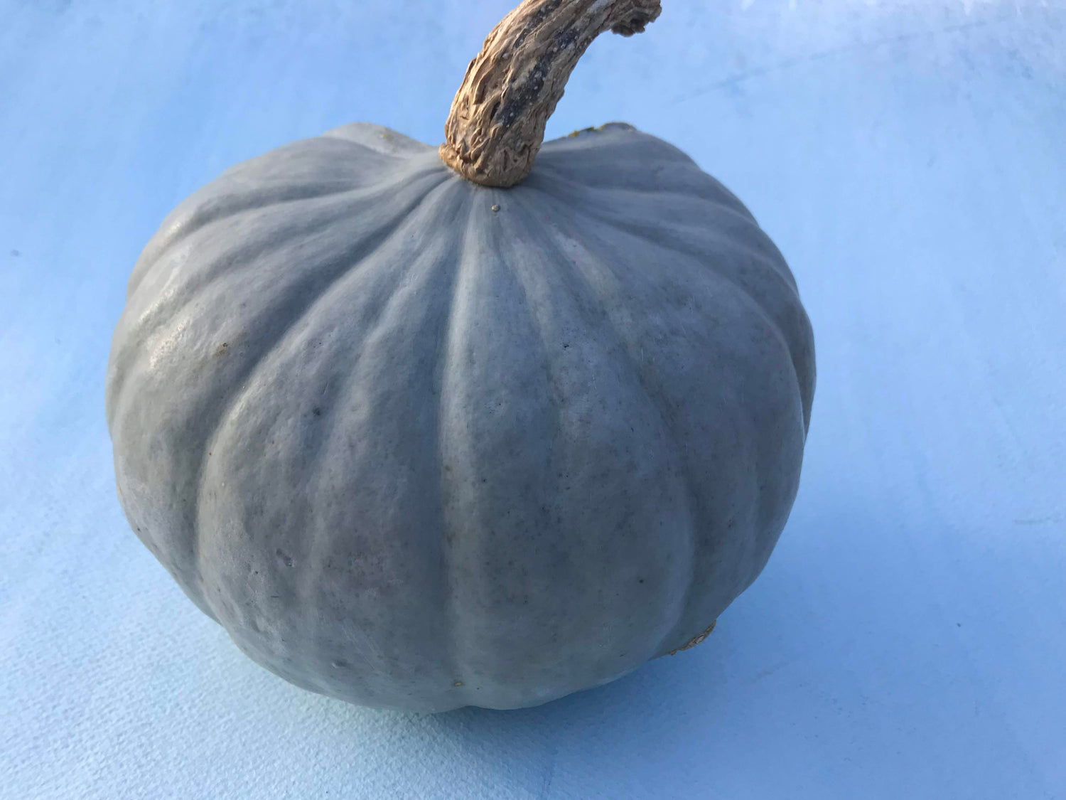 Stella Blue Squash Seedlings