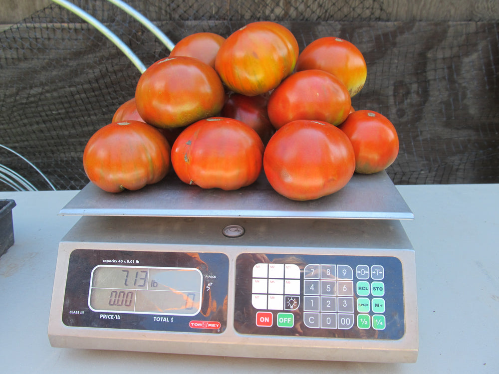 Paul Robeson Tomato Seedlings
