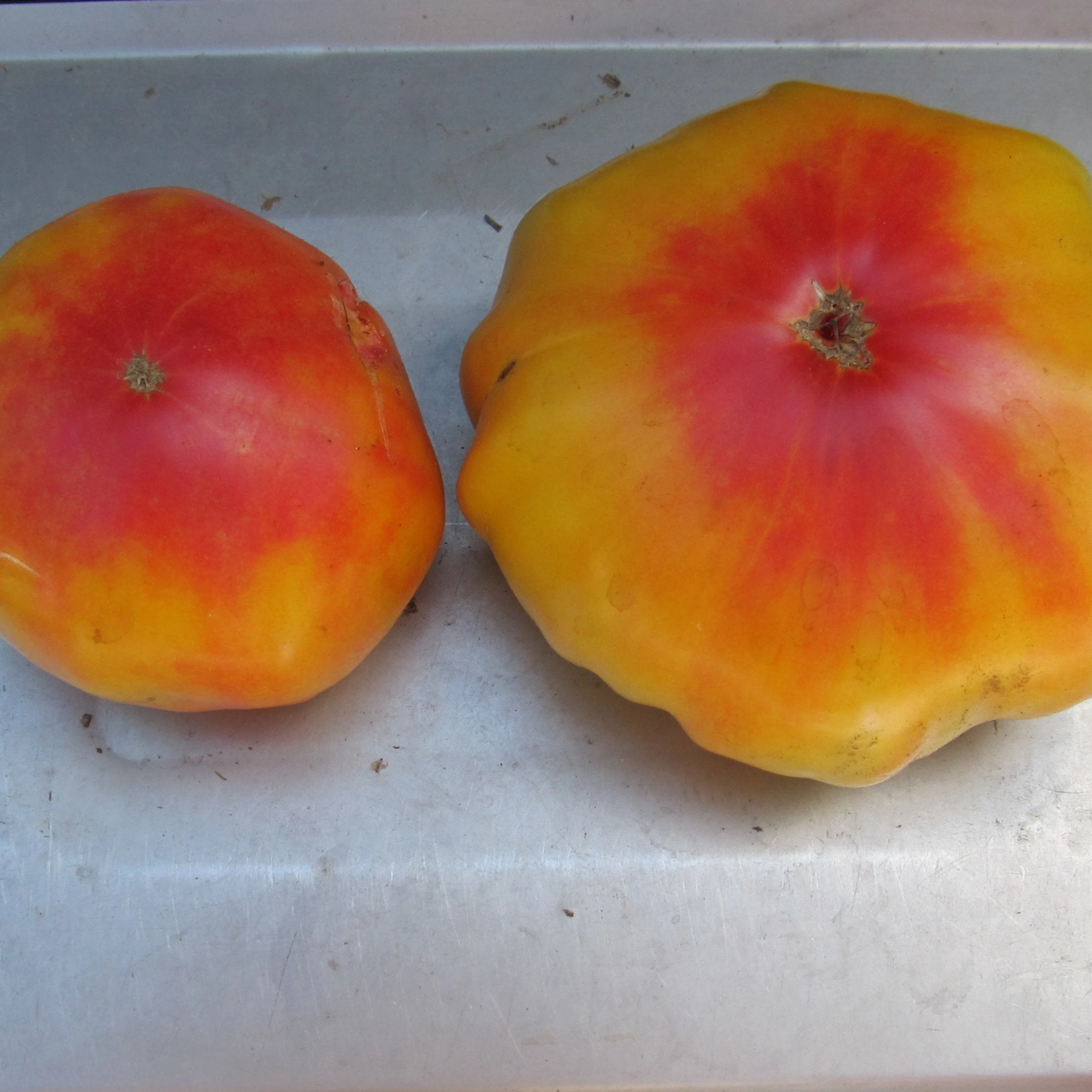 Striped German Tomato Seedlings