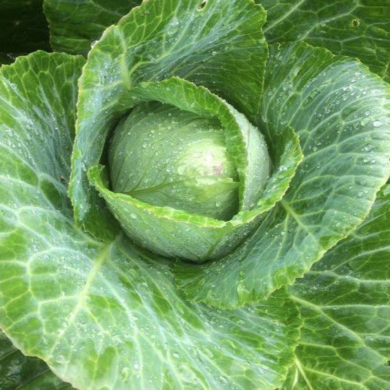 Early Jersey Wakefield Cabbage Seedlings