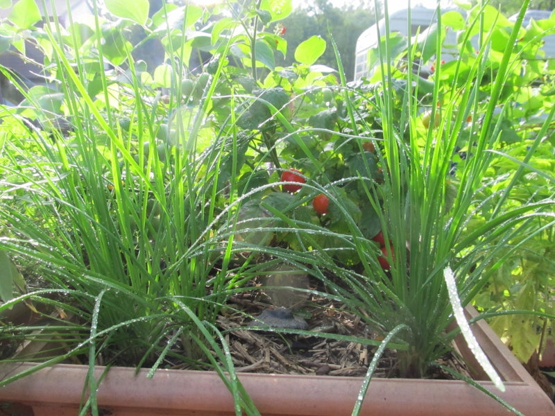 Garlic chives, pretty in a planter with Tiny Tim Tomato.