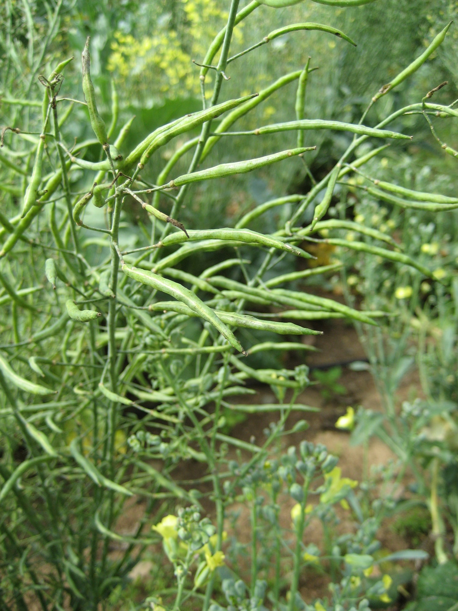 Seed pods.