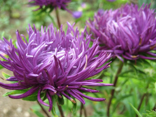 Tiger Paw Aster Seedlings