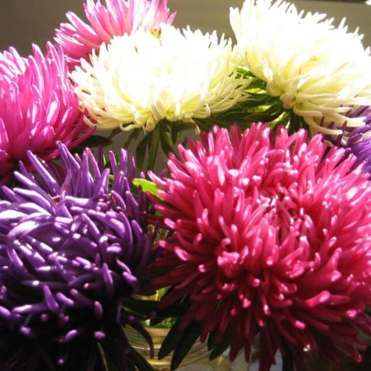 Tiger Paw Aster Seedlings