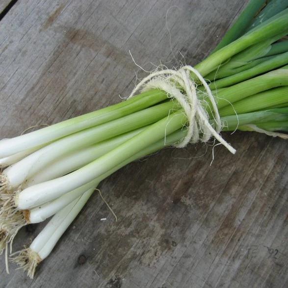 Evergreen Scallion Seedlings