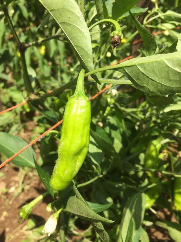 Shishito Pepper Seedlings