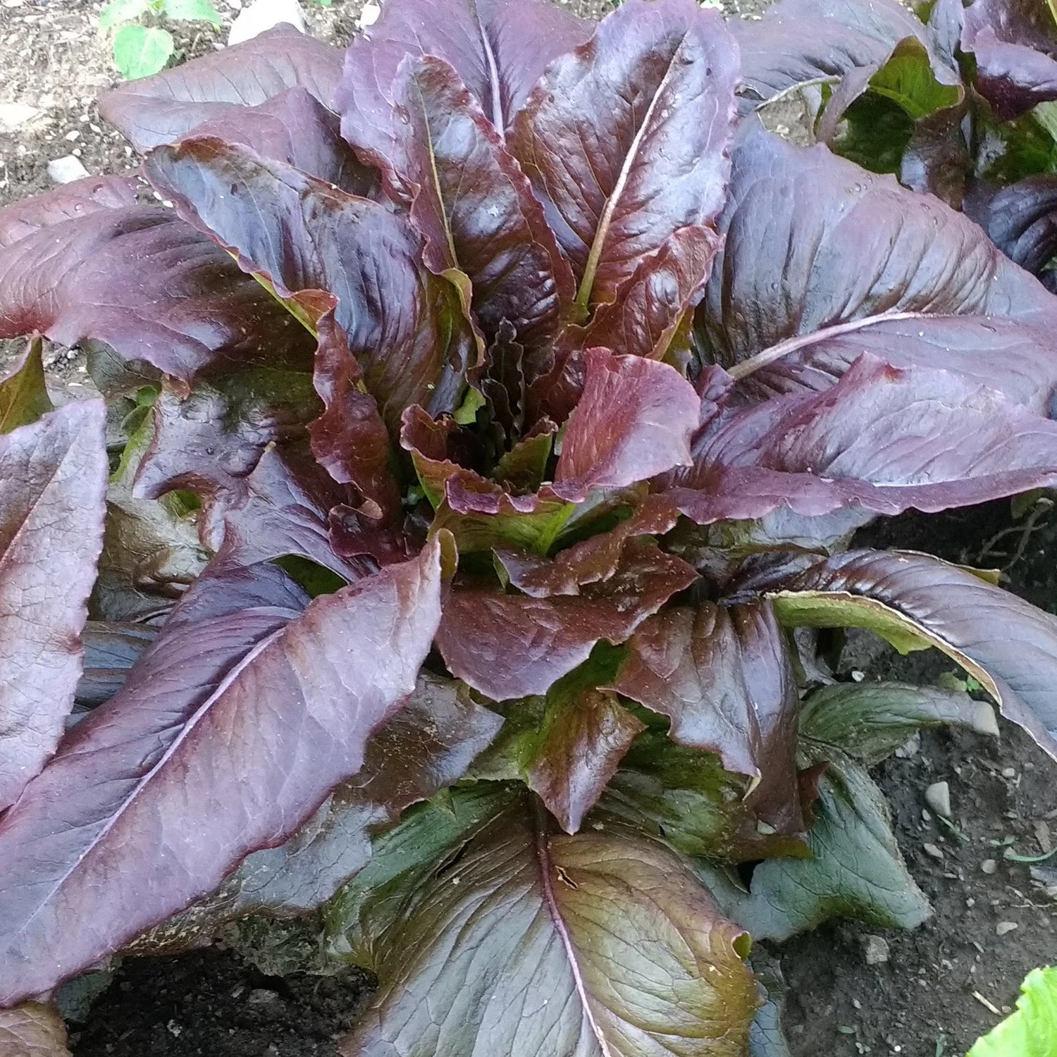Really Red Deer Tongue Lettuce Seedlings
