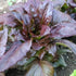 Really Red Deer Tongue Lettuce