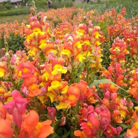 Rembrandt Snapdragon Seedlings