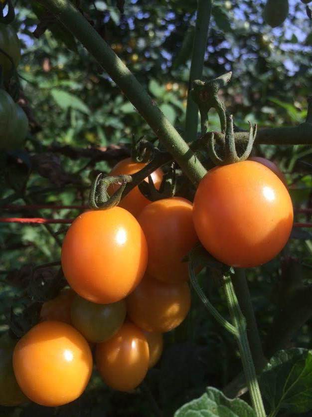 Honey Drop Cherry Tomato Seedlings