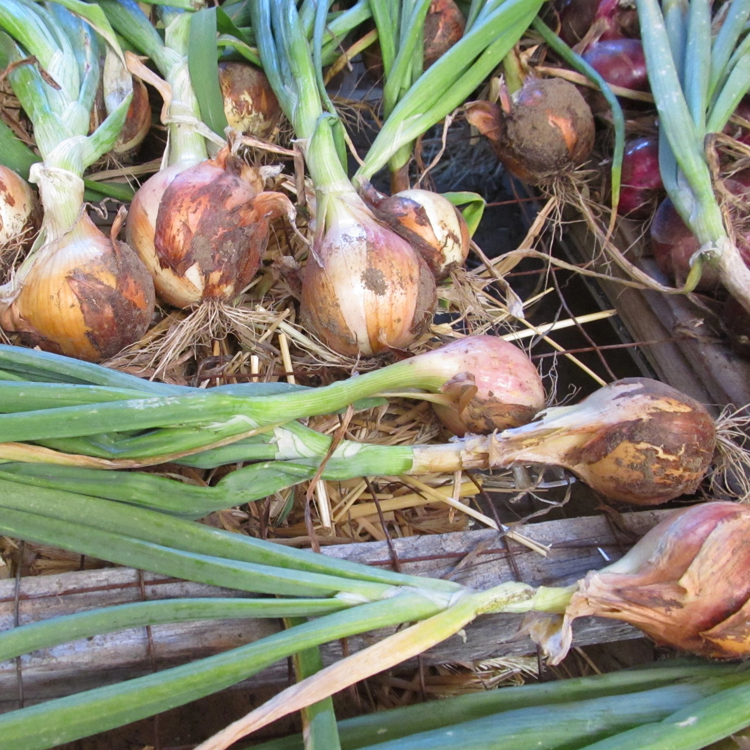 New York Early onions, center, curing.