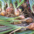 New York Early onions, center, curing.