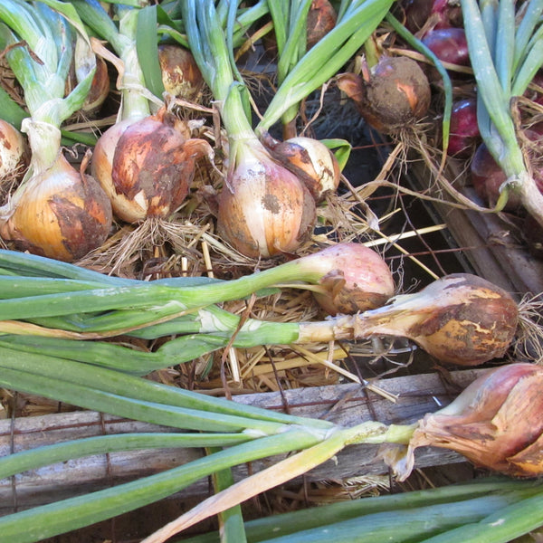 New York Early onions, center, curing. 