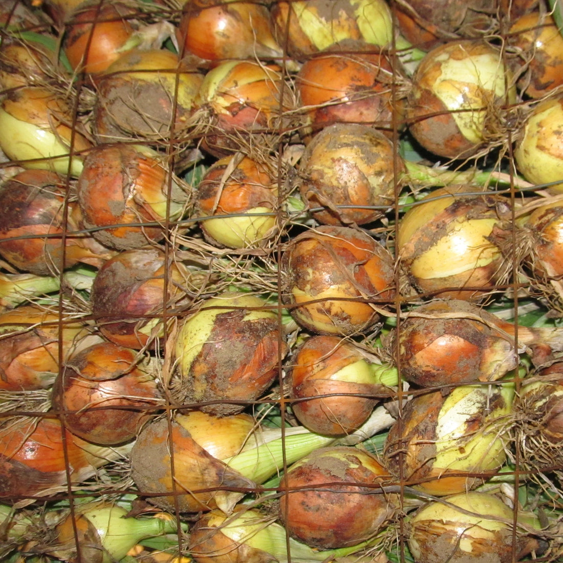 A view from the bottom: New York Early onions curing on wire screens.