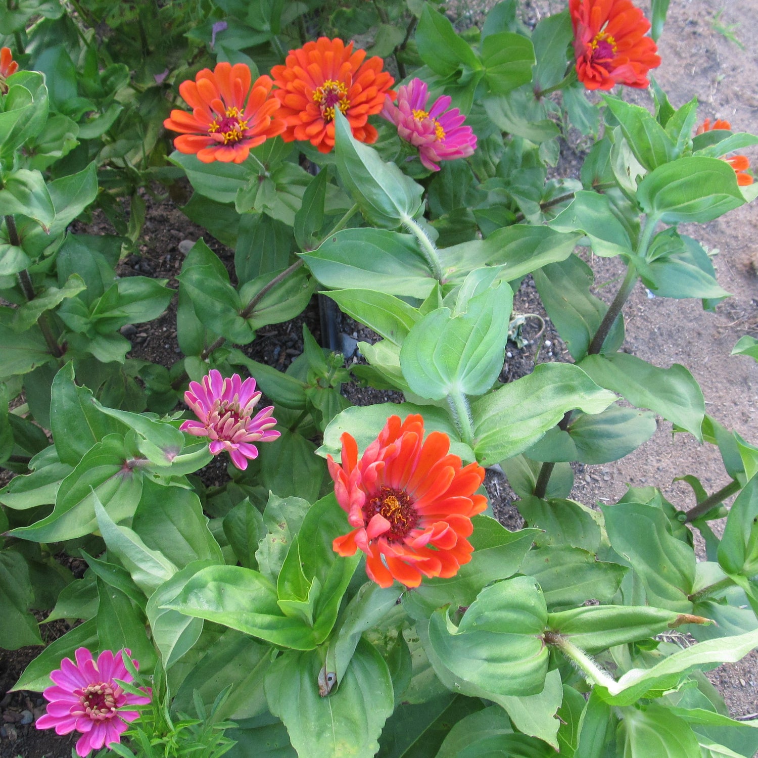 Dahlia Zinnia Seedlings