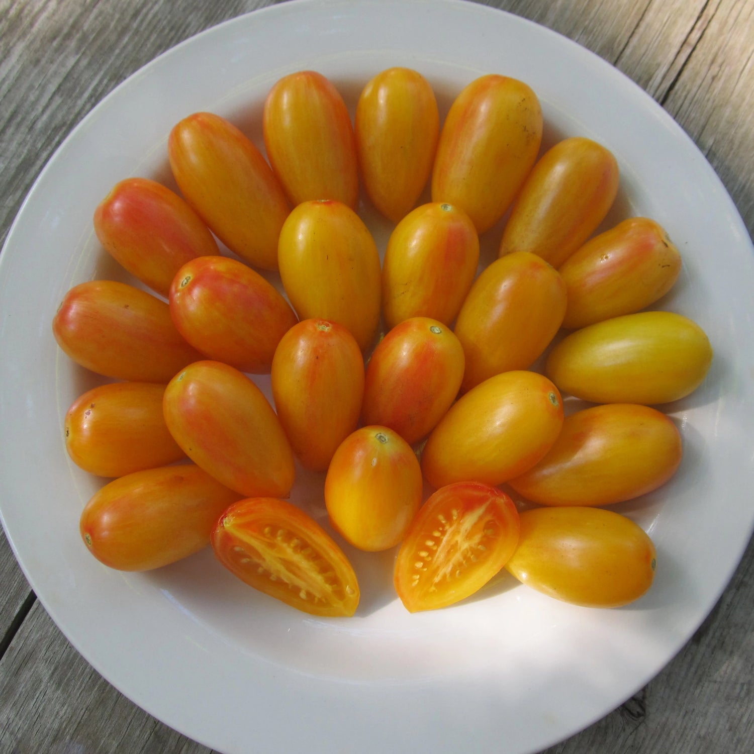 Blush Tomato Seedlings