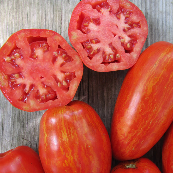 Speckled Roman Tomato Seedlings