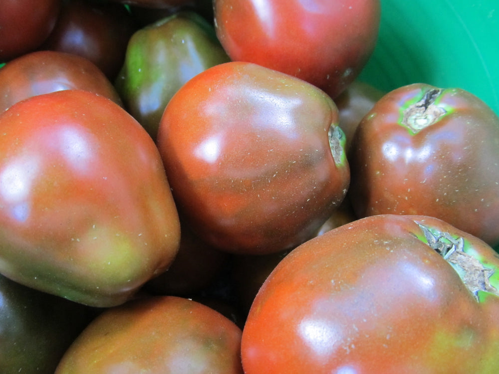 Japanese Black Trifele Tomato Seedlings