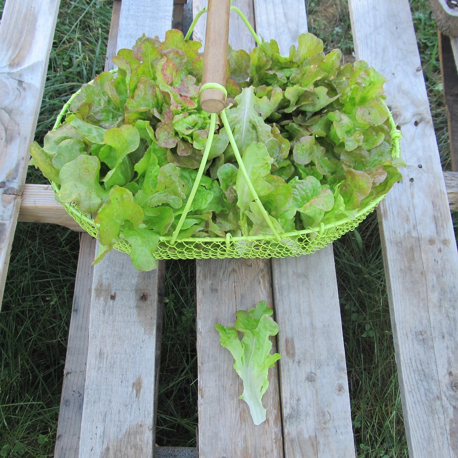 Blushed Butter Oak Lettuce Seedlings