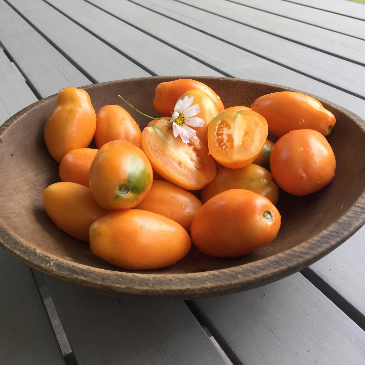 Orange Banana Plum Tomato Seedlings