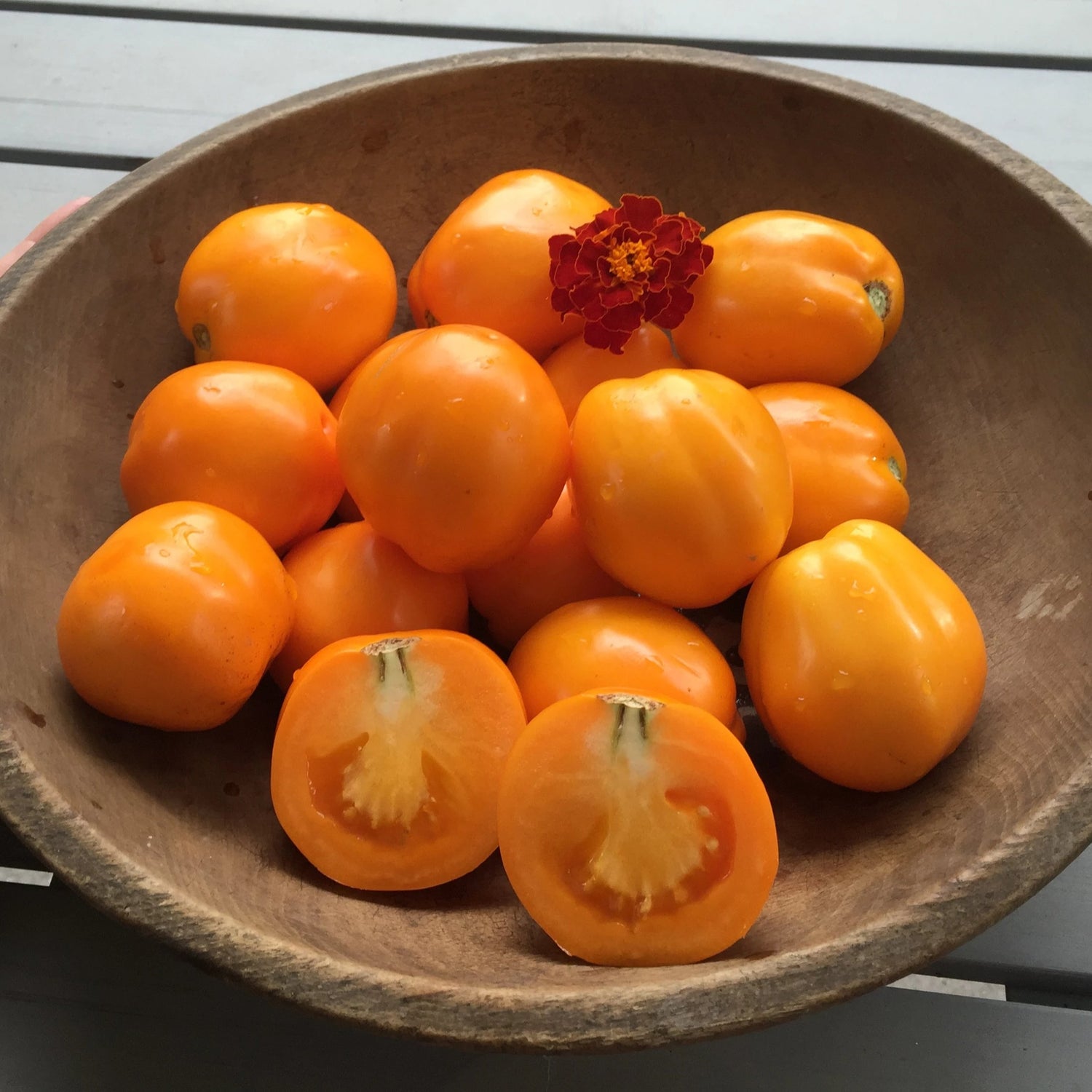 Roughwood Golden Plum Tomato Seedlings