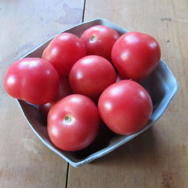 Pink Ping Pong Tomato Seedlings