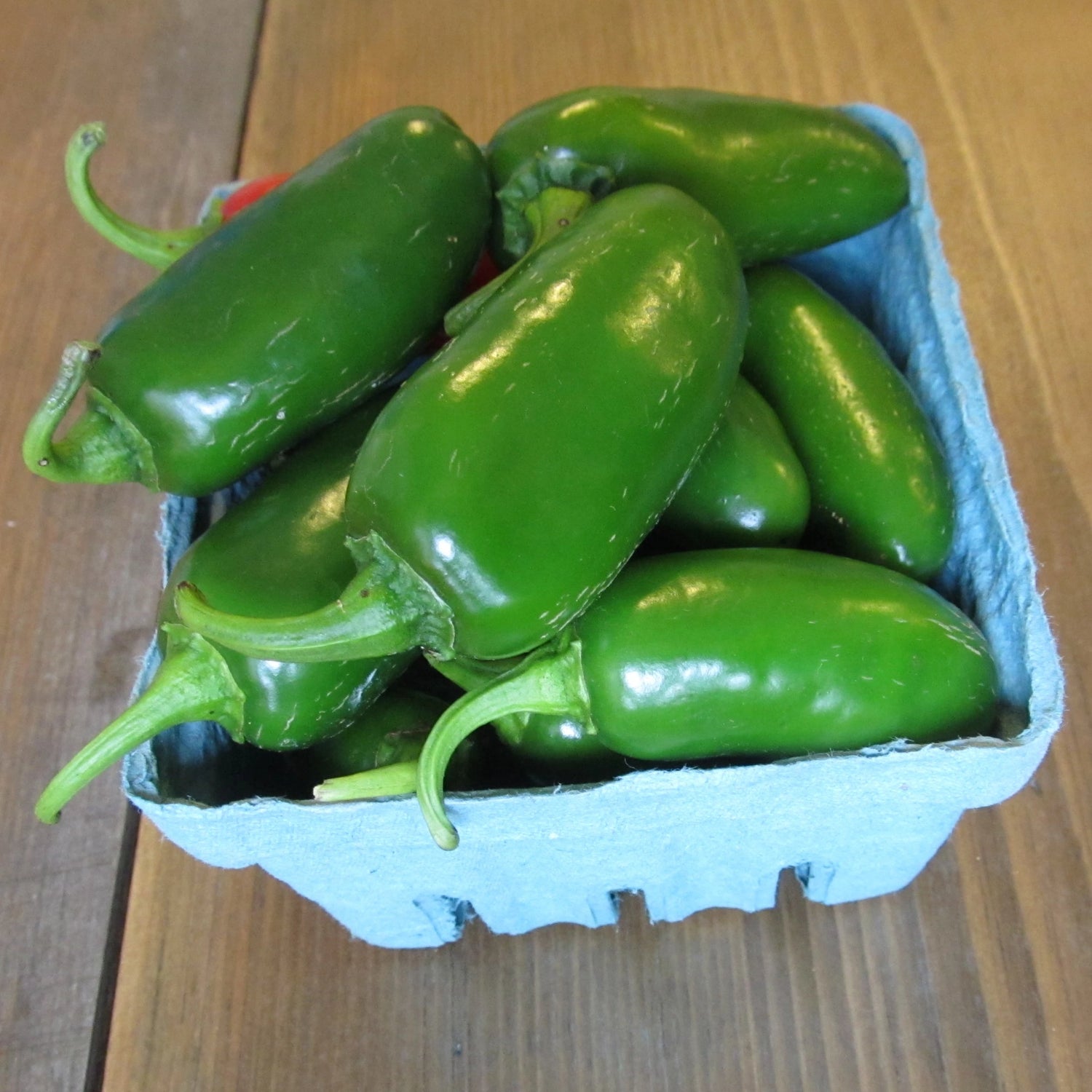 Tam Jalapeno Pepper Seedlings