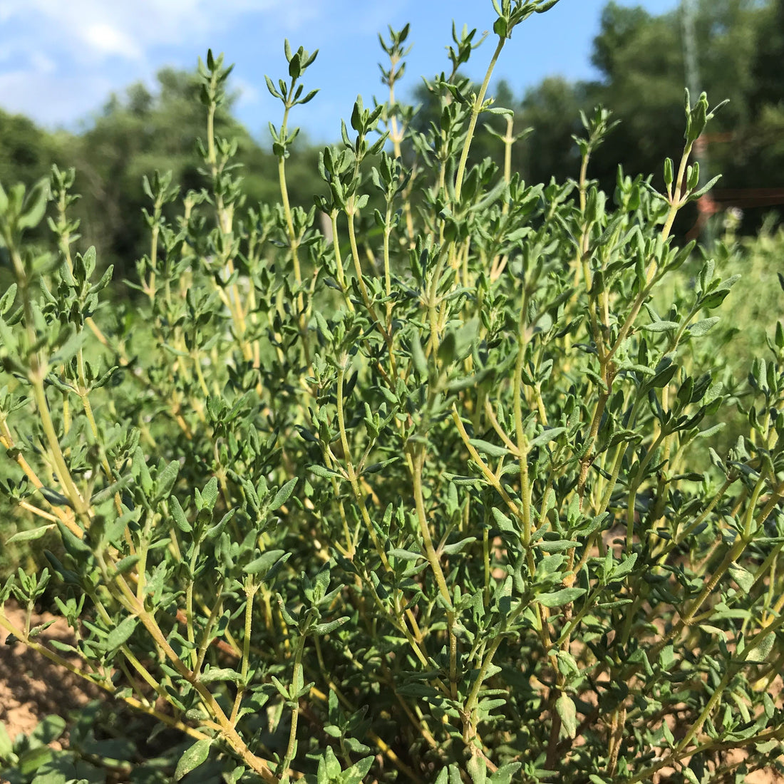 German Thyme Seedlings