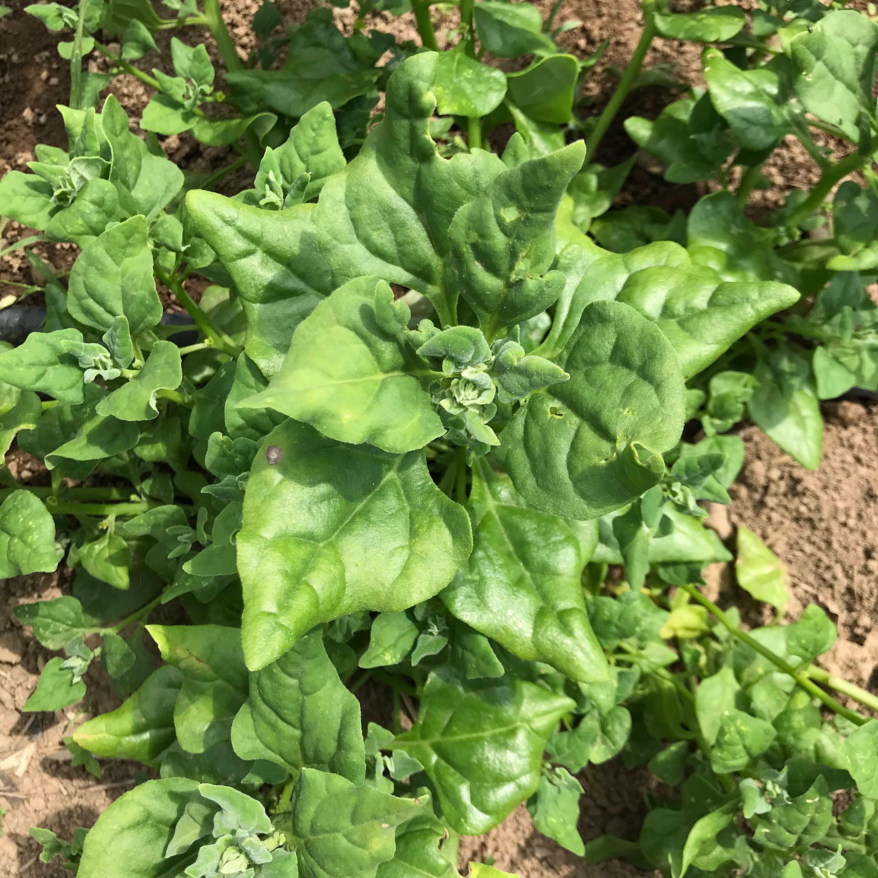 New Zealand Spinach Seedlings