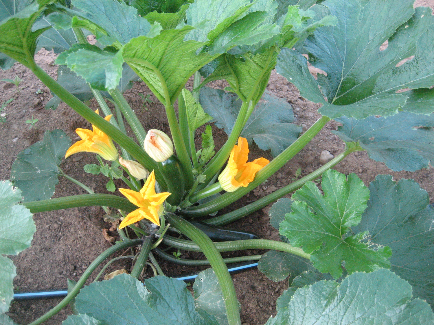 Dark Star Zucchini Seedlings